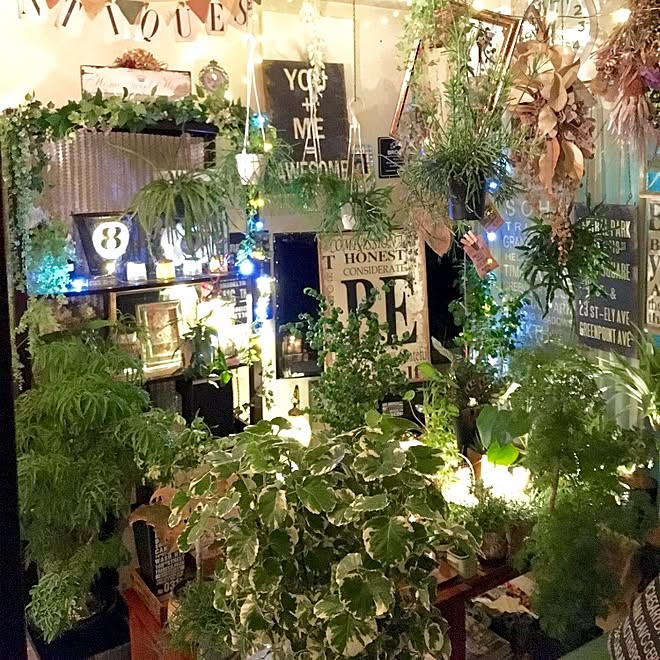 観葉植物/植物好き/植物のある部屋/植物で楽しむインテリア/グリーンのある暮らし...などのインテリア実例 - 2016-05-19 00:42:55