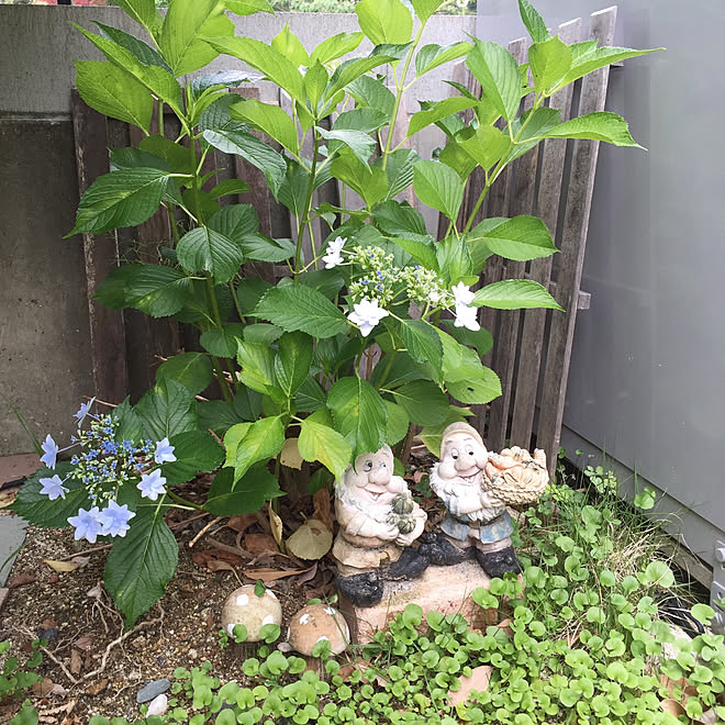 玄関 入り口 ダイカンドラ グランドカバー こびと あじさい などのインテリア実例 18 06 12 17 51 13 Roomclip ルームクリップ 玄関 入り口 ダイカンドラ グランドカバー こびと あじさい などのインテリア実例 18 06 12 17 51 13 Roomclip ルームクリップ