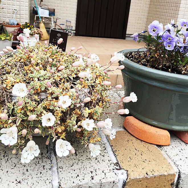 お花が咲き始めました♪/春❤︎/玄関/入り口のインテリア実例 - 2019-04-14 15:40:18