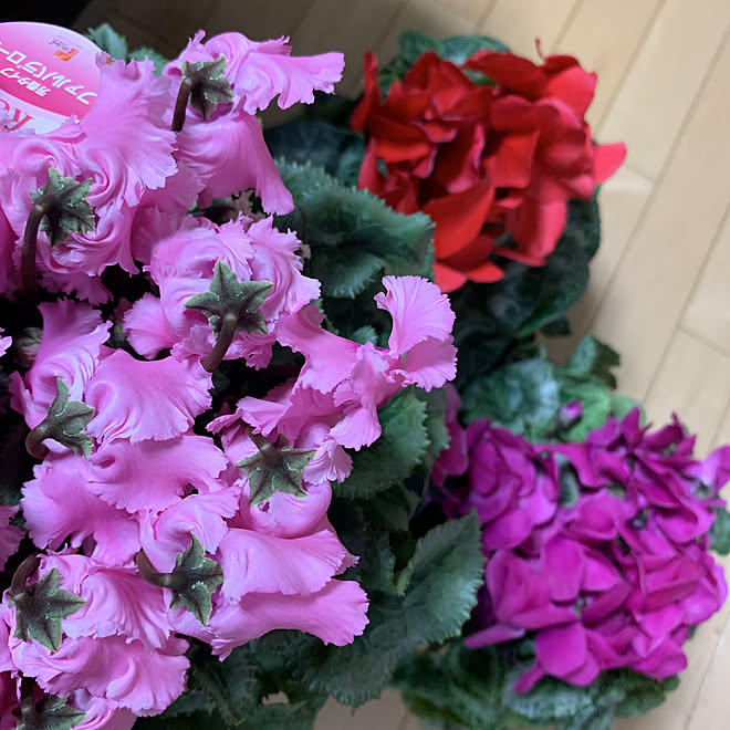 薔薇の香り 芳香タイプ シクラメン鉢植え Rcの出会いに感謝 いいね フォロー本当に感謝です などのインテリア実例 22 11 30 18 27 55 Roomclip ルームクリップ