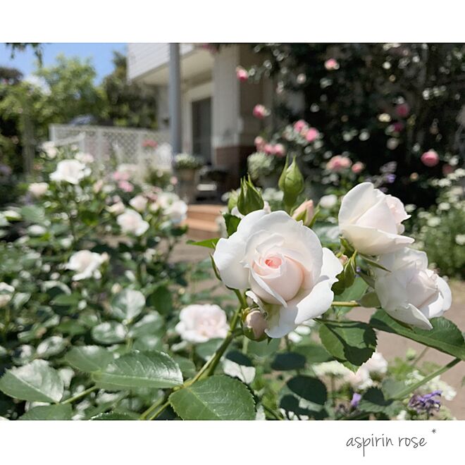 玄関/入り口/薔薇が好き/花のある暮らし/ガーデニング/庭...などのインテリア実例 - 2017-05-18 07:48:10