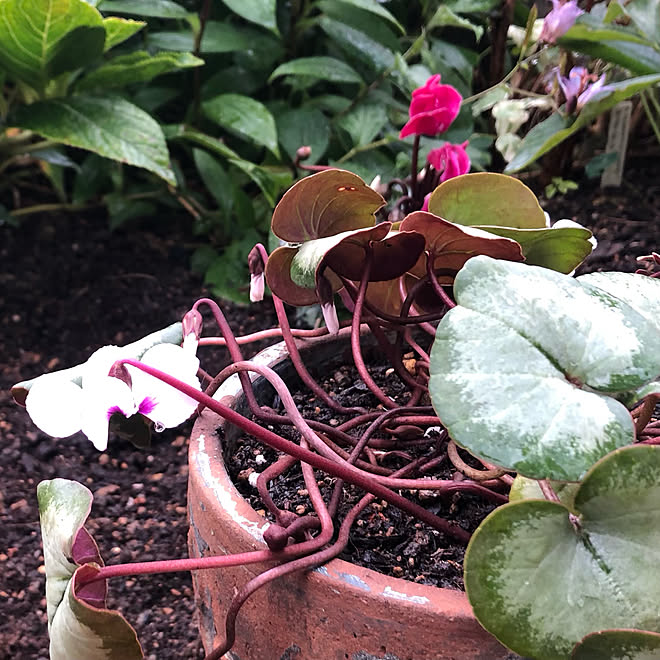 ホトトギス ガーデンシクラメン 原種シクラメンコウム 狭い庭 玄関 入り口のインテリア実例 22 12 12 08 05 03 Roomclip ルームクリップ