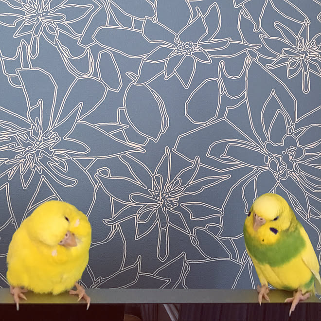 サンゲツ壁紙 壁紙 ブルー いいね ありがとうございます インコ などのインテリア実例 19 08 21 15 30 17 Roomclip ルームクリップ サンゲツ壁紙 壁紙 ブルー いいね ありがとうございます インコ などのインテリア実例 19 08 21 15 30 17 Roomclip ルームクリップ