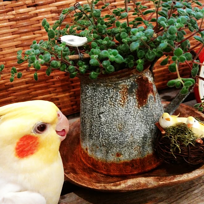 机/多肉植物♡/ナチュラルインテリア/オカメインコと暮らす/おはようございます☺︎...などのインテリア実例 - 2017-07-19 07:47:46