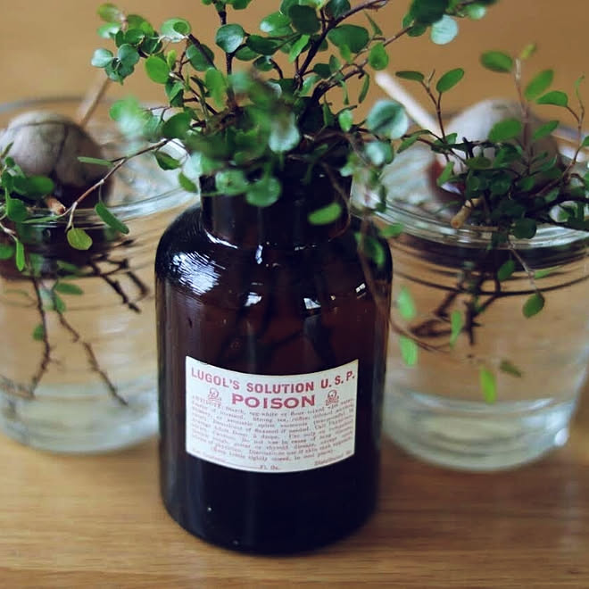 古道具 ワイヤープランツ 薬瓶リメイク ラベル アボカド水栽培 などのインテリア実例 19 05 03 12 55 26 Roomclip ルームクリップ