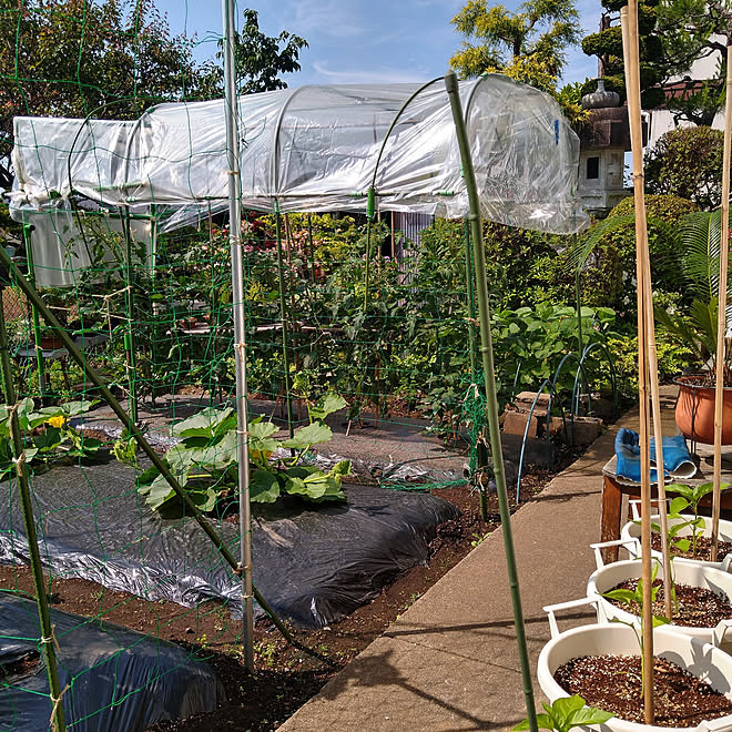 玄関/入り口/家庭菜園/庭で家庭菜園/とれたて野菜/野菜食べ放題のインテリア実例 - 2021-08-21 06:56:04