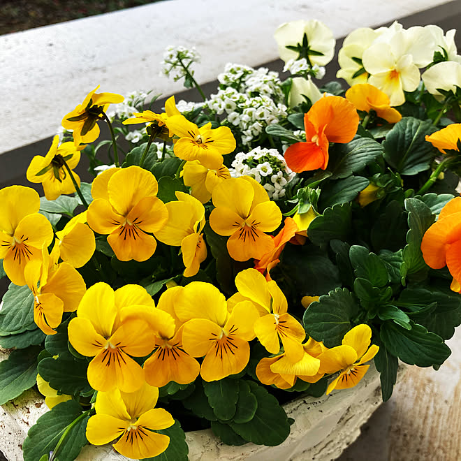 植物/多肉植物/花のある暮らし/花が好き♡/ナチュラル...などのインテリア実例 - 2020-12-13 16:21:49