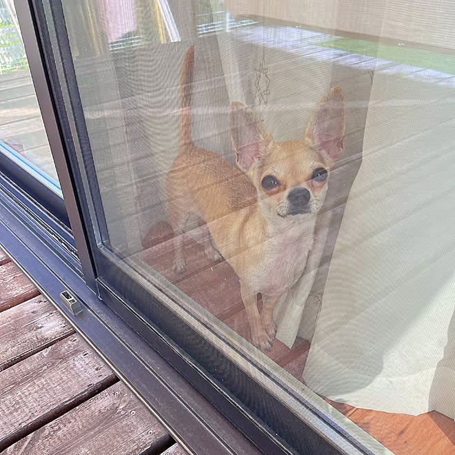 壁/天井/犬のいる暮らし/いぬと暮らす/犬のいる生活/いぬのいる暮らし...などのインテリア実例 - 2023-09-06 21:40:26