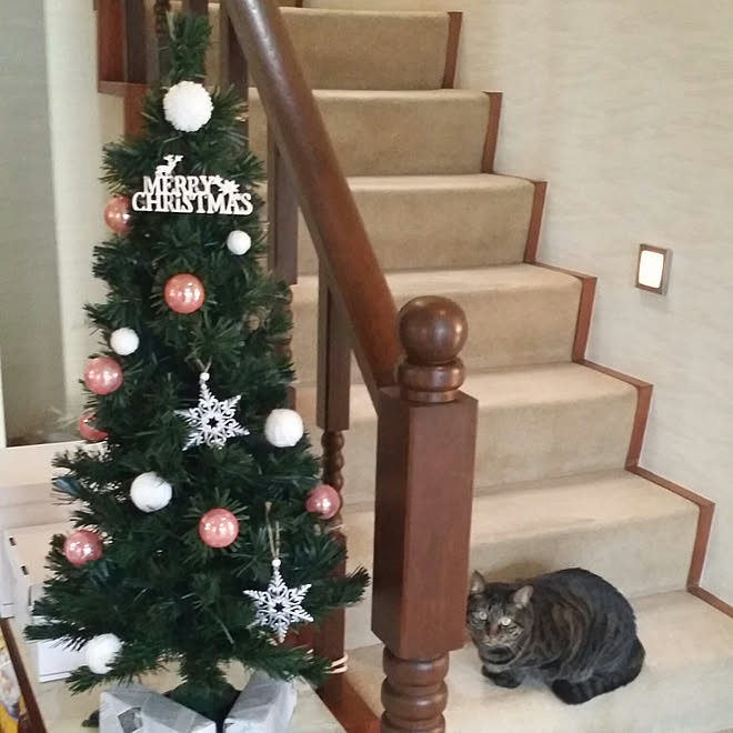 クリスマスツリー/ねこのいる風景/カーペット敷きの階段/みいちゃんのインテリア実例 - 2017-11-21 14:24:21