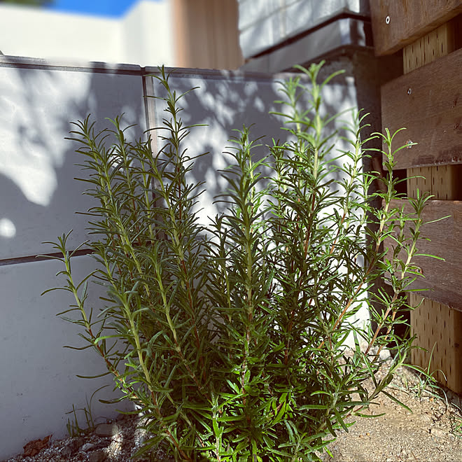 ローズマリーマリンブルー Uncuenteroconboca Com