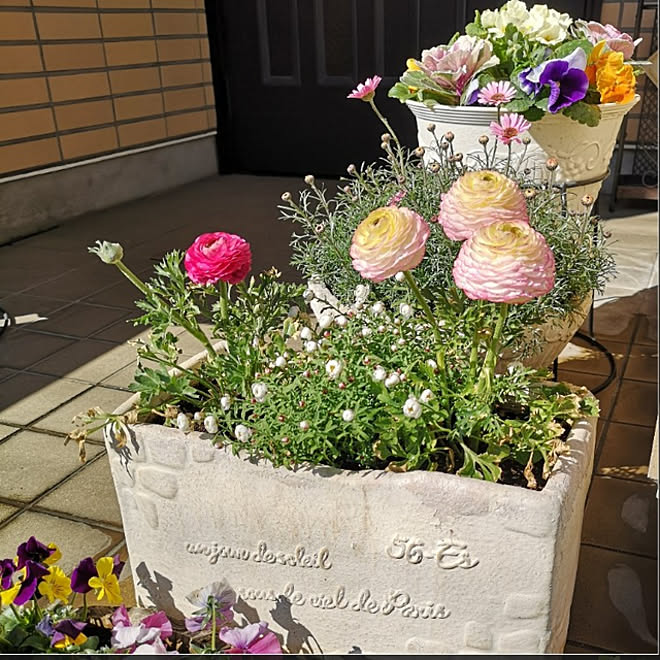 玄関 入り口 寄せ植え 季節の花 ラナンキュラス ローダンセマム などのインテリア実例 21 02 10 15 11 Roomclip ルームクリップ