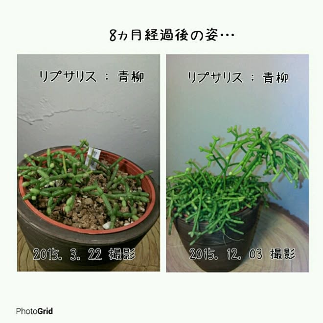 Plantexhibitionhallさんの部屋