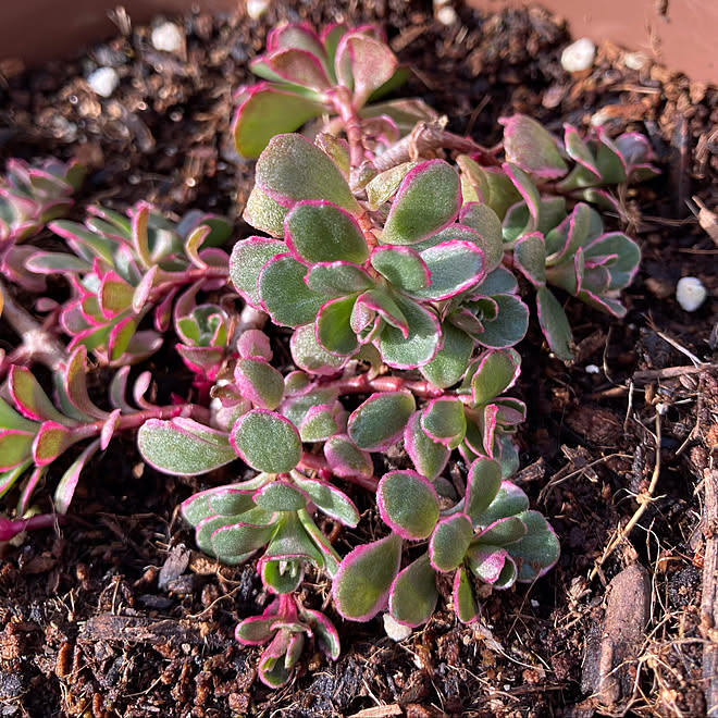 寒さに強い 鉢植え 多肉植物初心者 多肉植物 セダム初心者 などのインテリア実例 22 01 15 10 56 26 Roomclip ルームクリップ 寒さに強い 鉢植え 多肉植物初心者 多肉植物 セダム初心者 などのインテリア実例 22 01 15 10 56 26 Roomclip ルームクリップ
