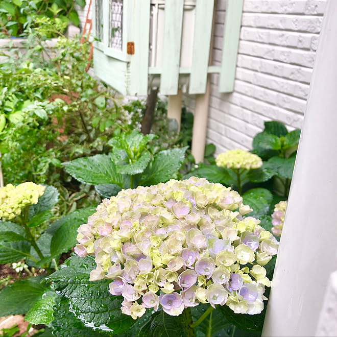 suzyさんの部屋