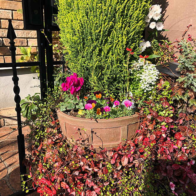 ゴールドクレスト寄せ植え ゴールドクレスト ビオラ寄せ植え ハツユキカズラ ワイヤープランツ などのインテリア実例 11 25 10 12 12 Roomclip ルームクリップ