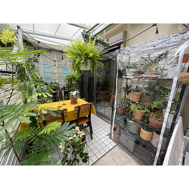 ボタニカルライフ 植物のある暮らし 観葉植物 スチールラック 簡易温室 などのインテリア実例 21 10 17 12 49 17 Roomclip ルームクリップ