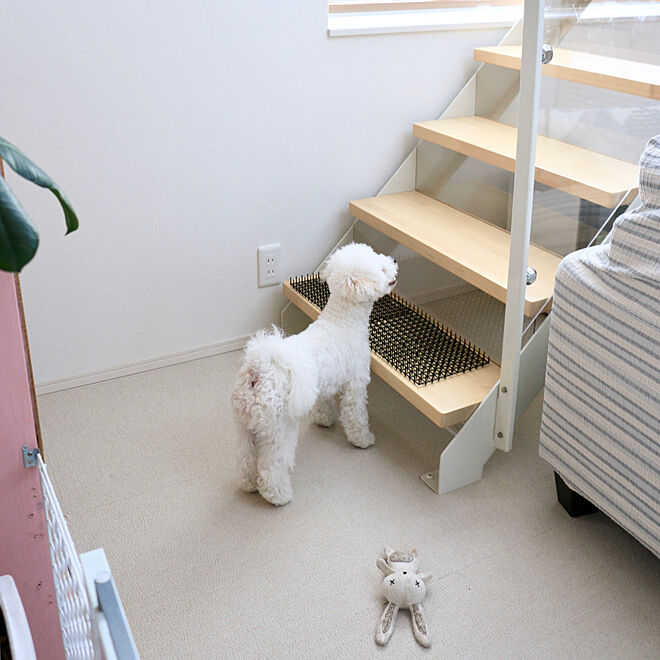 猫 階段 登ら せ ない