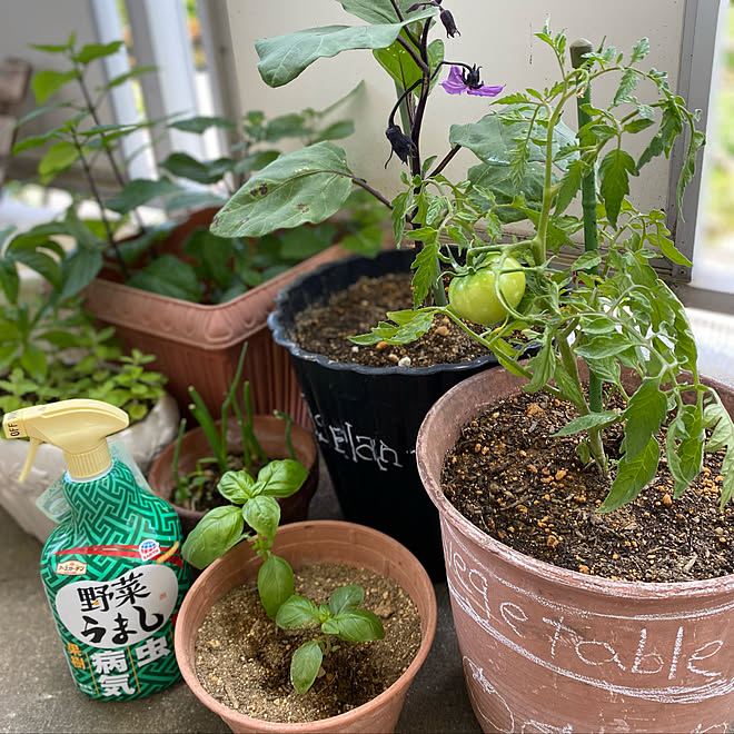 野菜を育てる 野菜うまし アースガーデン 害虫対策 家庭菜園 などのインテリア実例 22 05 22 10 56 04 Roomclip ルームクリップ