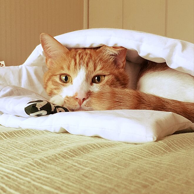 ベッド周り/期間限定のお店で見つけた猫さんの布団/親父のベッドon theにゃんこの布団/猫ですみませんのインテリア実例 - 2017-01-26 00:36:54