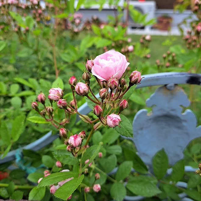 部屋全体/ガーデニングが好き/はなのある暮らし/庭のある暮らし/芝生...などのインテリア実例 - 2023-04-25 10:04:20