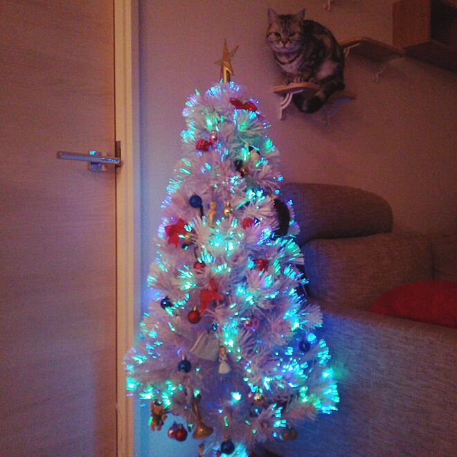 クリスマスツリーと猫のインテリア実例 - 2016-12-04 22:37:06