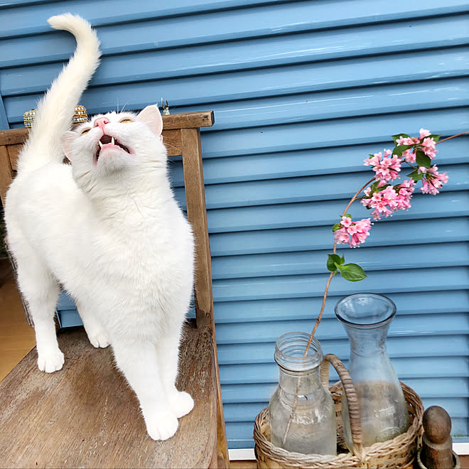 連続投稿すみません/アンティーク/猫のいる日常/花のある暮らし/花が好き...などのインテリア実例 - 2021-05-21 16:48:16