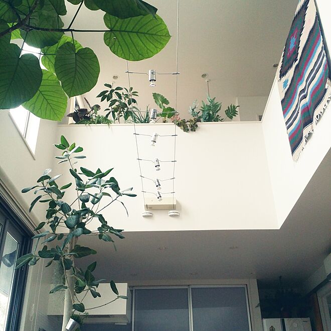 壁/天井/観葉植物/植物/吹き抜け/ルナファーザーの壁...などのインテリア実例 - 2015-12-06 15:39:04