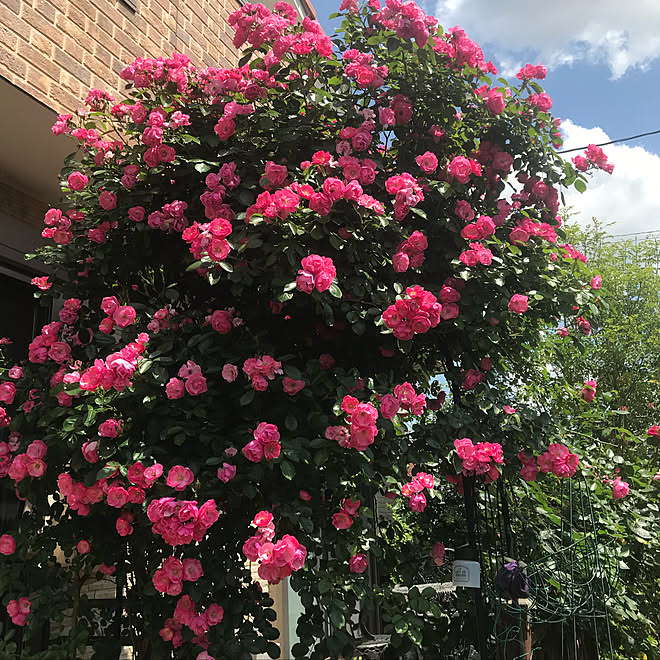 アンジェラ バラのアーチ マイガーデン バラ好き 花のある暮らし などのインテリア実例 19 06 06 21 17 57 Roomclip ルームクリップ アンジェラ バラのアーチ マイガーデン バラ好き 花のある暮らし などのインテリア実例 19 06 06 21 17 57 Roomclip ルームクリップ