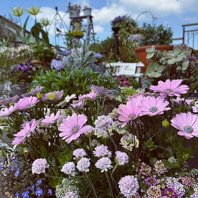 玄関/入り口/ガーデニングが好き/花/植物/ベランダ...などのインテリア実例 - 2024-04-16 22:07:32