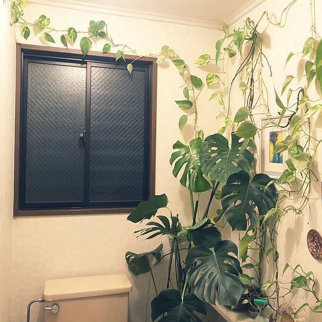 ジャングル化 トイレ 観葉植物のインテリア実例 01 02 17 34 33 Roomclip ルームクリップ