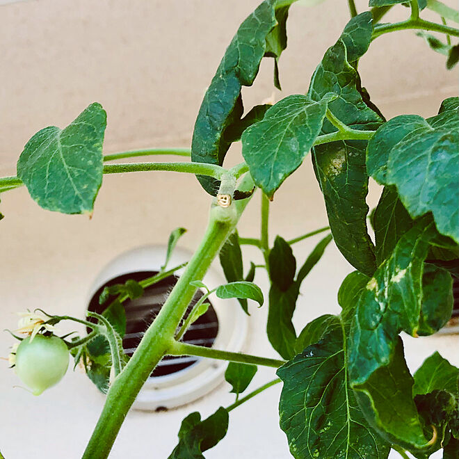 部屋全体/蕾が膨らみ始めました/花が咲きました/ベランダ/プランター...などのインテリア実例 - 2023-11-05 11:27:59