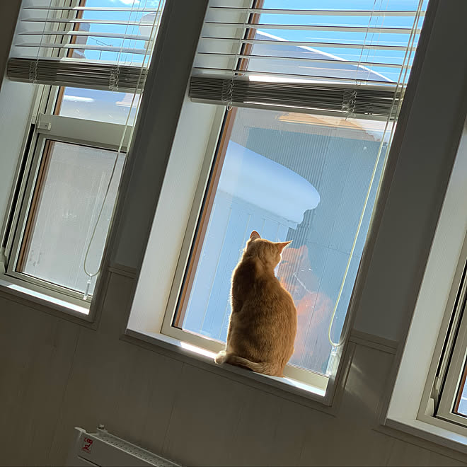 猫脱走防止 Lixil上げ下げ窓 Lixil 猫 茶トラ などのインテリア実例 21 01 10 11 06 25 Roomclip ルームクリップ