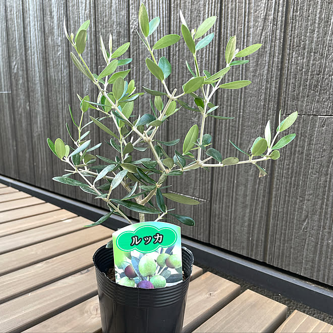 庭植物「オリーブ・ルッカ」 | tspea.org