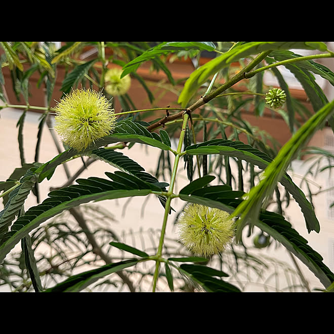 シンボルツリー/植物のある暮らし/間接照明✨/造作テレビボード/エバーフレッシュ...などのインテリア実例 - 2021-05-14 06:23:29