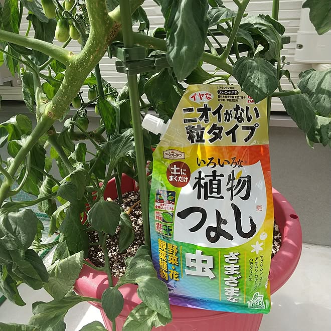 ガーデニング/植物のある暮らし/害虫対策/アースガーデン/いろいろな植物つよし...などのインテリア実例 - 2023-05-25 15:09:38