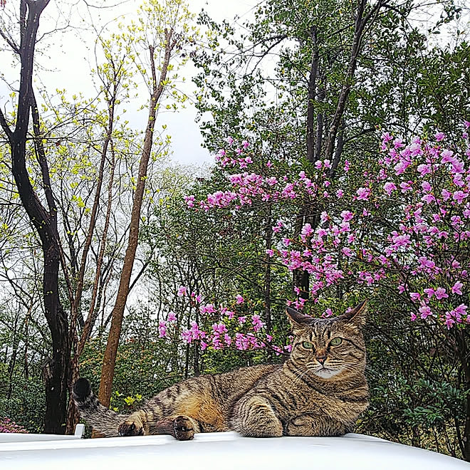 お花のある暮らし/インテリアじゃなくてごめんなさい/一人暮らし/ボタニカル/観葉植物...などのインテリア実例 - 2019-04-26 20:25:55