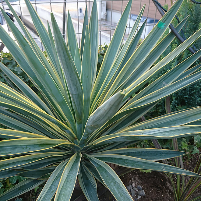 玄関/入り口/観葉植物のある部屋/多肉植物/ユッカ/西海岸...などのインテリア実例 - 2018-11-25 16:08:24