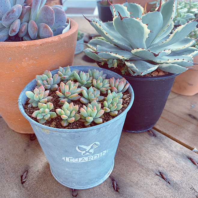 ジャルダン ブリキ缶 リトルビューティー 花のある暮らし 多肉植物 などのインテリア実例 10 02 07 46 51 Roomclip ルームクリップ