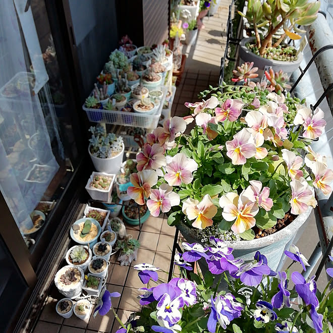 玄関/入り口/趣味/多肉植物/花のある暮らし/植物のある暮らし...などのインテリア実例 - 2021-04-14 01:42:48