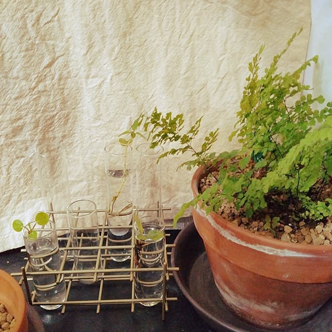 リビング/グリーンのある暮らし/ペペロミオイデス/3COINS/田舎暮らし...などのインテリア実例 20231119 2110