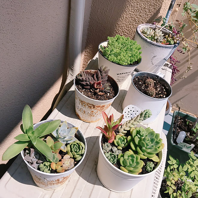 日当たり悪いけどがんばってます ベランダガーデニング 多肉植物寄せ植え 多肉植物 いいね ありがとうございます などのインテリア実例 19 06 11 10 48 11 Roomclip ルームクリップ