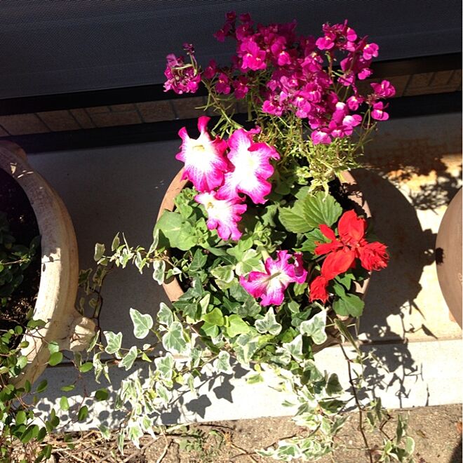 お花の名前はわかりません/もらったお花/初寄せ植えのインテリア実例 - 2013-04-22 13:24:01
