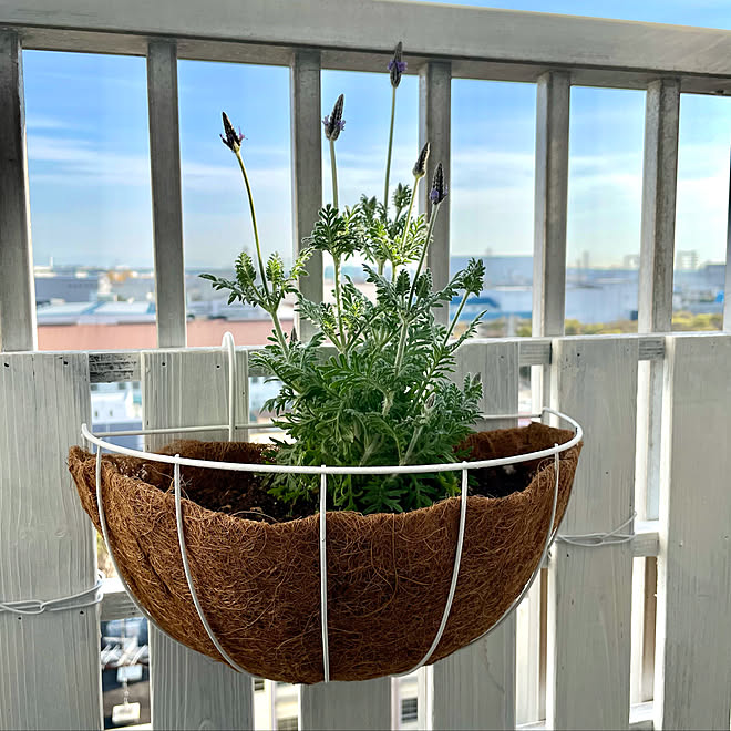 落下防止柵 猫のいる暮らし ラベンダー ベランダガーデニング 棚のインテリア実例 21 04 06 10 39 06 Roomclip ルームクリップ