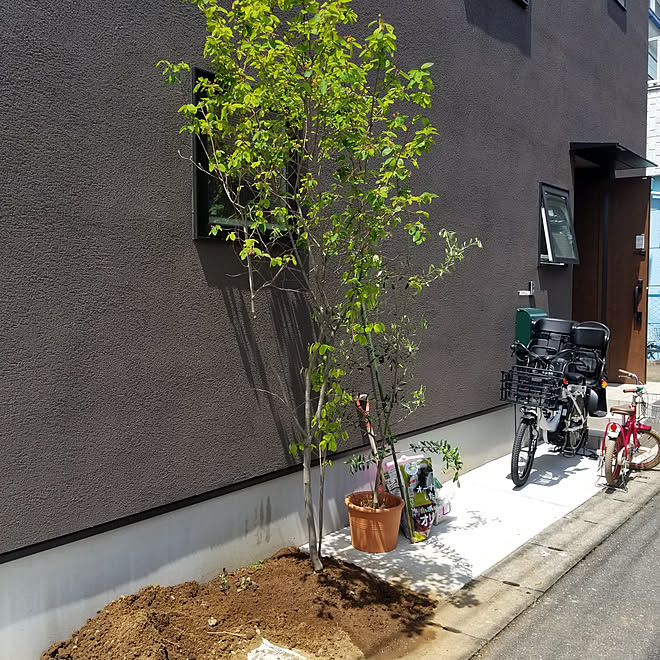 玄関 入り口 シンボルツリー ジューンベリー 植え替えました 玄関回り などのインテリア実例 19 05 04 15 47 56 Roomclip ルームクリップ 玄関 入り口 シンボルツリー ジューンベリー 植え替えました 玄関回り などのインテリア実例 19 05 04 15 47 56 Roomclip ルームクリップ