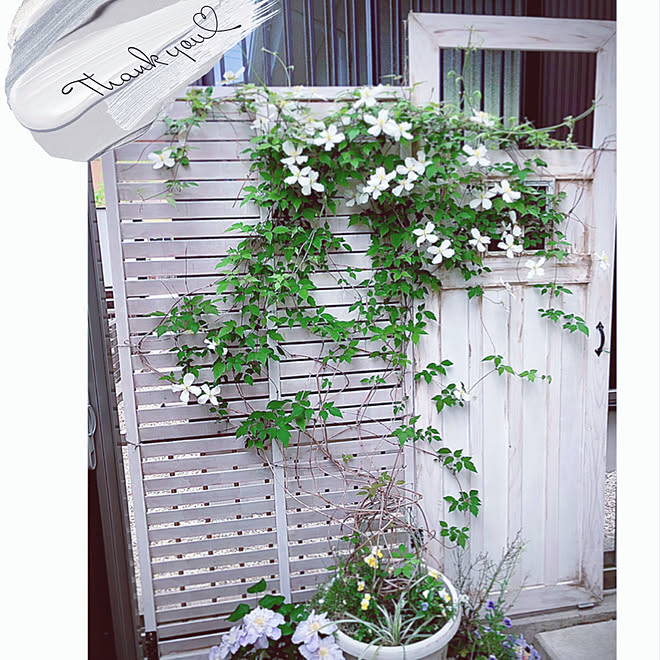 クレマチスモンタナスノーフレーク ルーバーラティス フェイクドアdiy シェードガーデン 庭 などのインテリア実例 22 04 29 17 39 39 Roomclip ルームクリップ