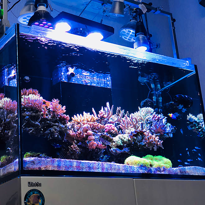 aquarium_seaさんの部屋