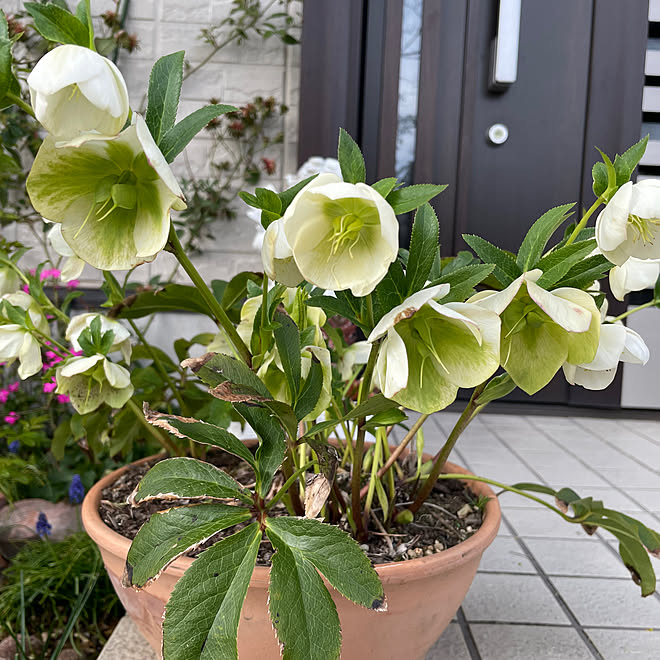 Happyさんの部屋