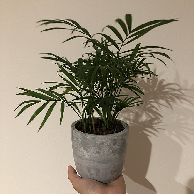 テーブルヤシ 観葉植物 植物 ハイドロカルチャー 観葉植物のある部屋 などのインテリア実例 22 12 06 23 17 53 Roomclip ルームクリップ