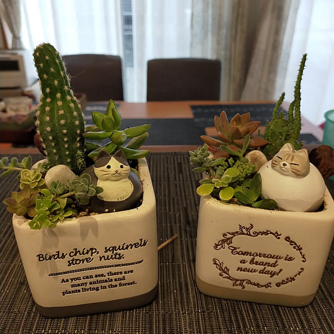 リビング 雑貨 ハンドメイド 100均 多肉植物 などのインテリア実例 23 01 10 19 36 19 Roomclip ルームクリップ リビング 雑貨 ハンドメイド 100均 多肉植物 などのインテリア実例 23 01 10 19 36 19 Roomclip ルームクリップ