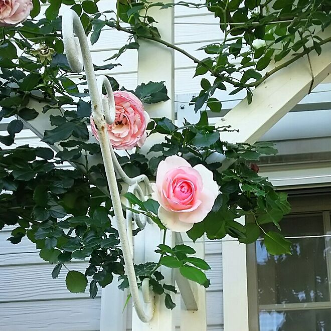玄関/入り口/庭/花のある暮らし/薔薇が好き/アイアンフック...などのインテリア実例 - 2016-05-20 05:25:13